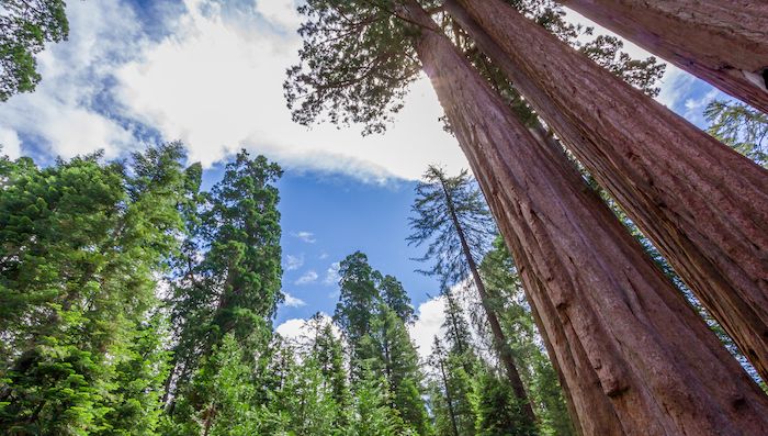 sequoias de Kings Canyon National Park